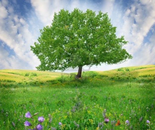 Gli alberi rendono tutto più bello