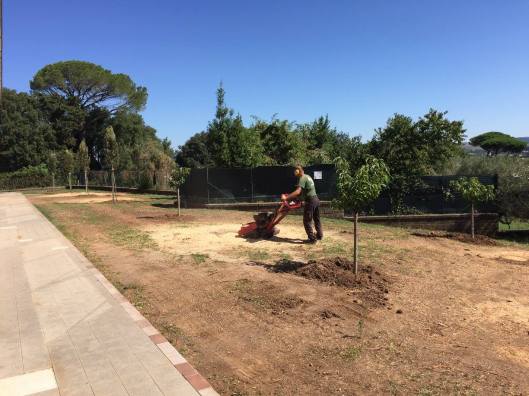 Nuove essenze erboree a Monte Le Forche